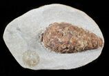 D, Oligocene Aged Fossil Pine Cone - Germany #63279-1